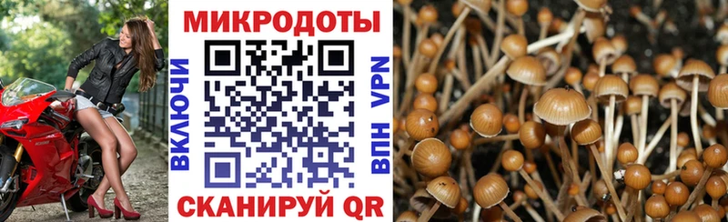 Галлюциногенные грибы GOLDEN TEACHER где продают Дальнереченск